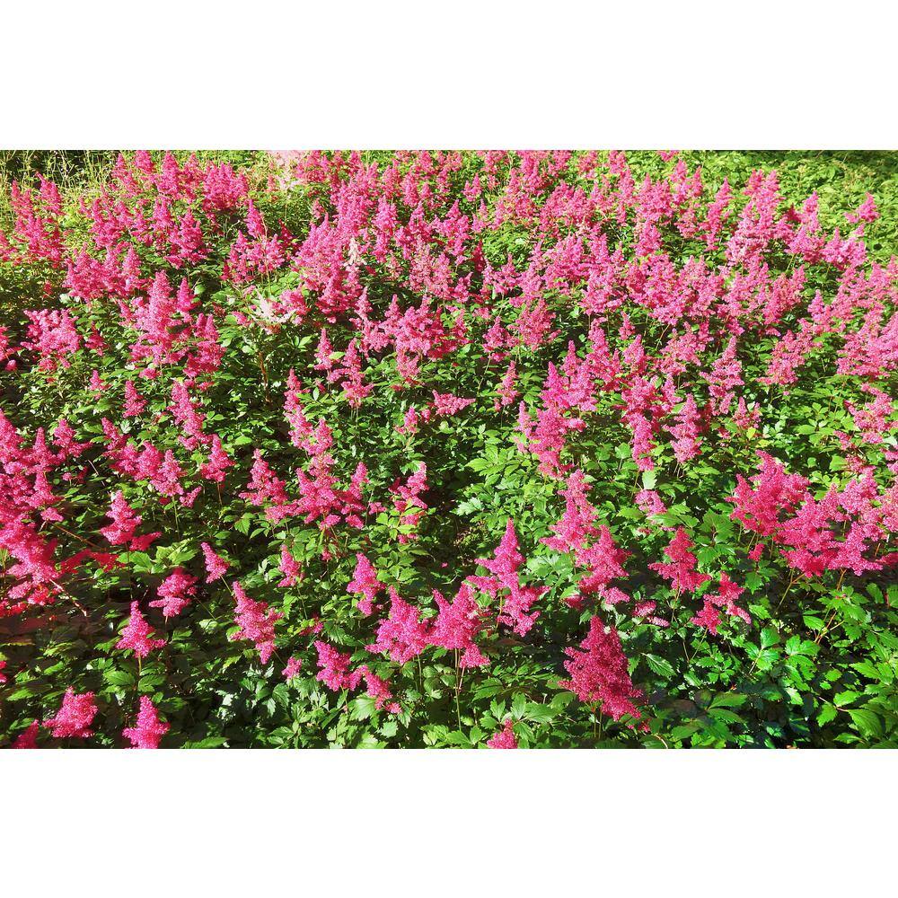 Online Orchards 1 Gal. Anthony Waterer Spirea Shrub Huge Pyramidal Clusters of Rosepink Flowers Dense Spreading Green Foliage SBSP002