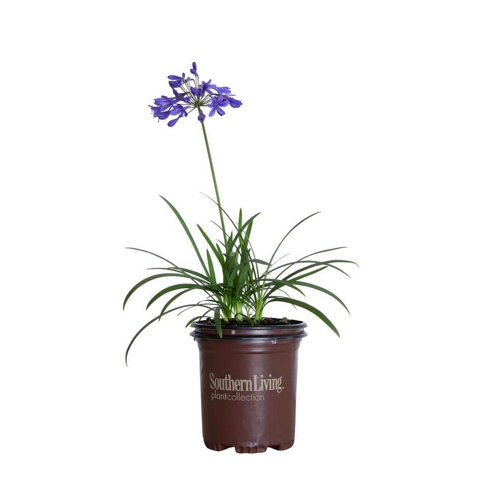 SOUTHERN LIVING 2.5 Qt. Little Blue Fountain Agapanthus With Deep Blue Flowers Live Perennial Plant 0287Q