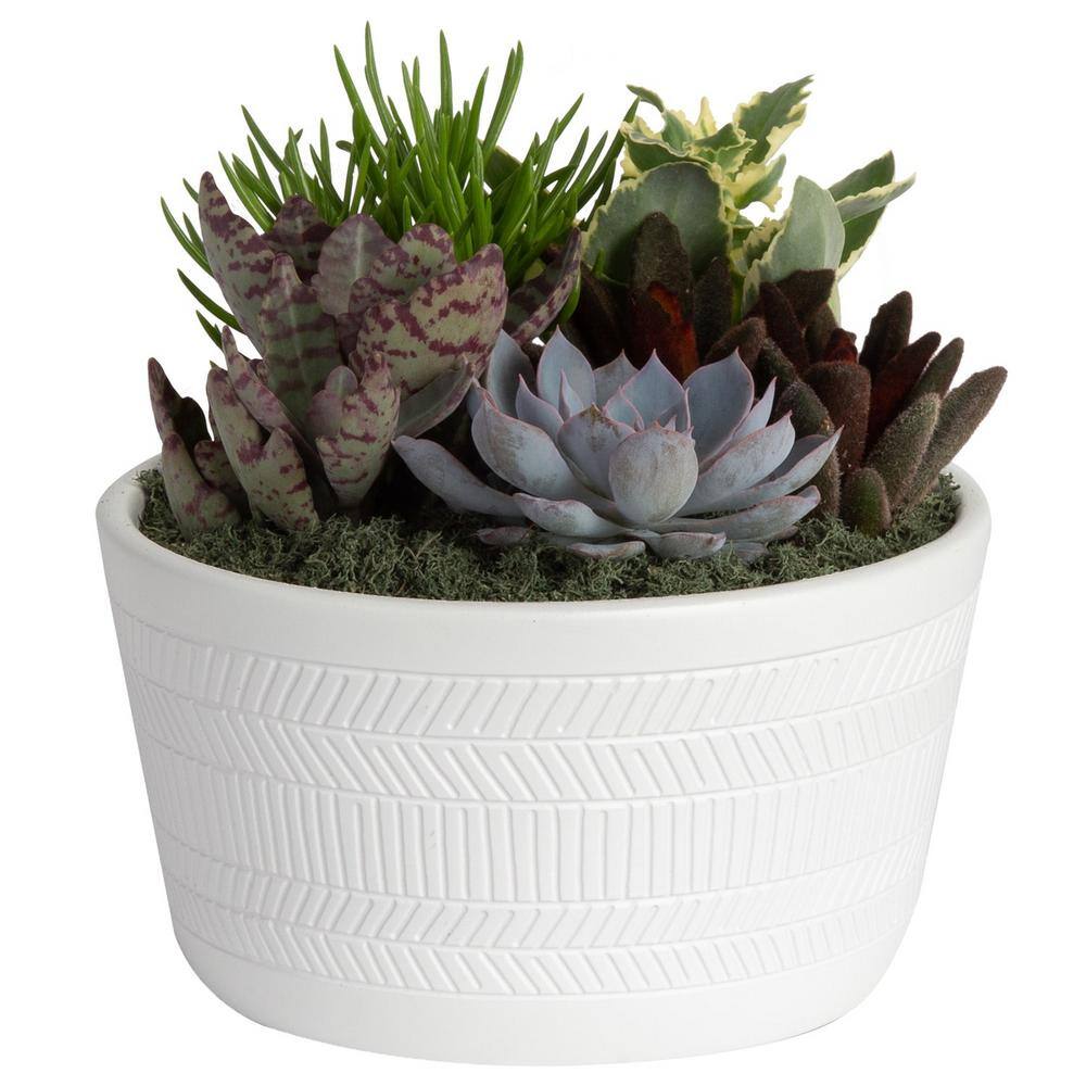 Costa Farms Indoor Cacti and Succulent Garden in 6 in. White Ceramic Bowl Avg. Shipping Height 8 in. Tall CO.CGD6.3.BLIS