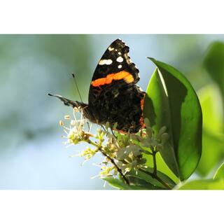 BELL NURSERY 3 Gal. California Privet (Ligustrum) Flowering Live Shrub with White Flowers LIGUS3OVA1PK