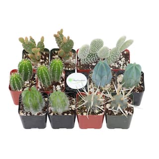 Shop Succulents 2 in. Cactus Collection (Collection of 12) C12