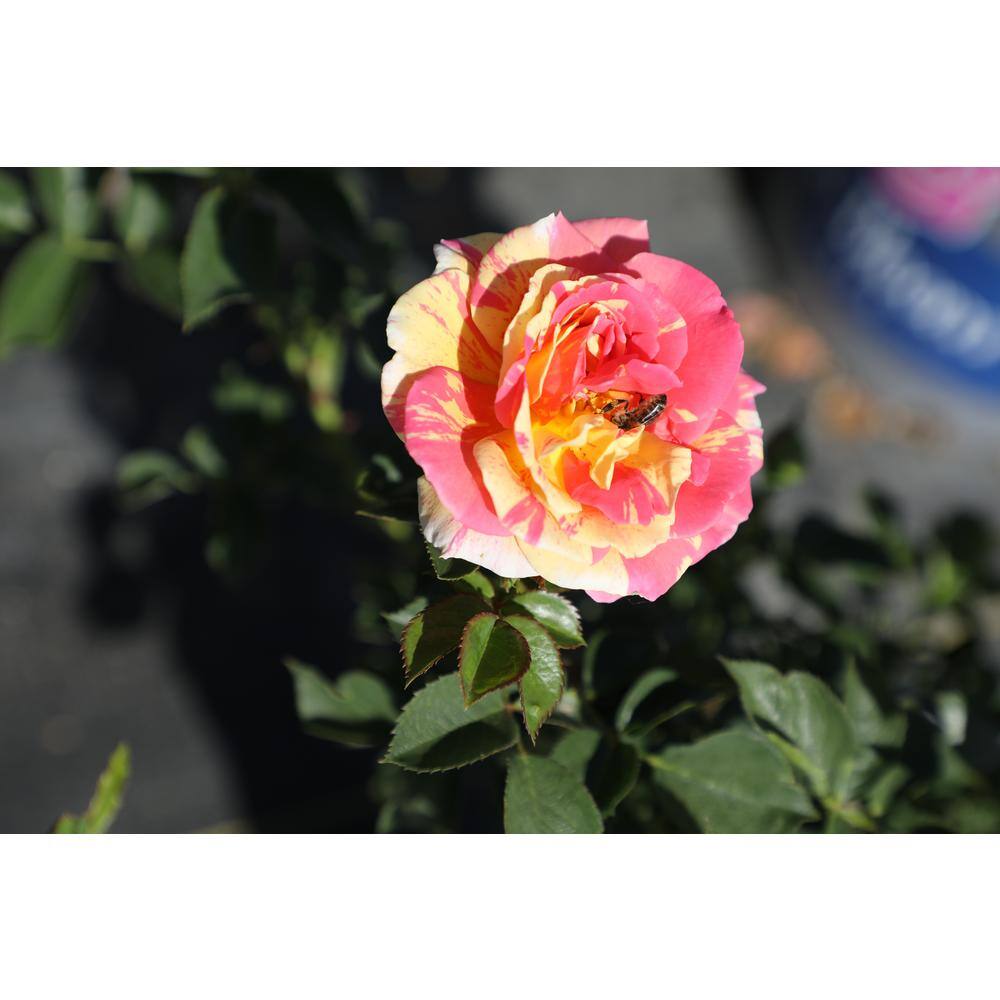 ALTMAN PLANTS 8 Qt. True Bloom True Sincerity Rose with Pink-Yellow Flowers 0872518