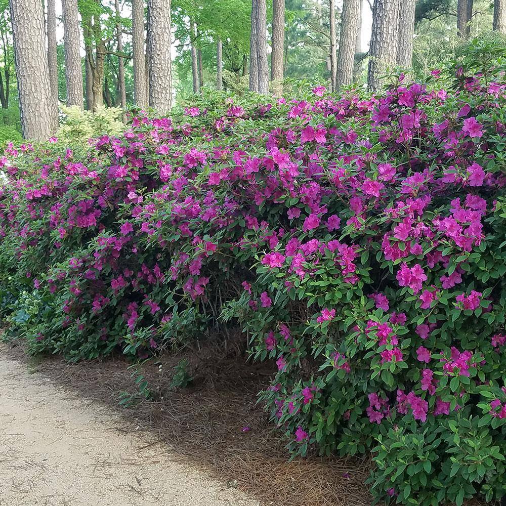 ENCORE AZALEA 3 Gal. Autumn Royalty Reblooming Azalea Shrub with Purple Flowers 80553