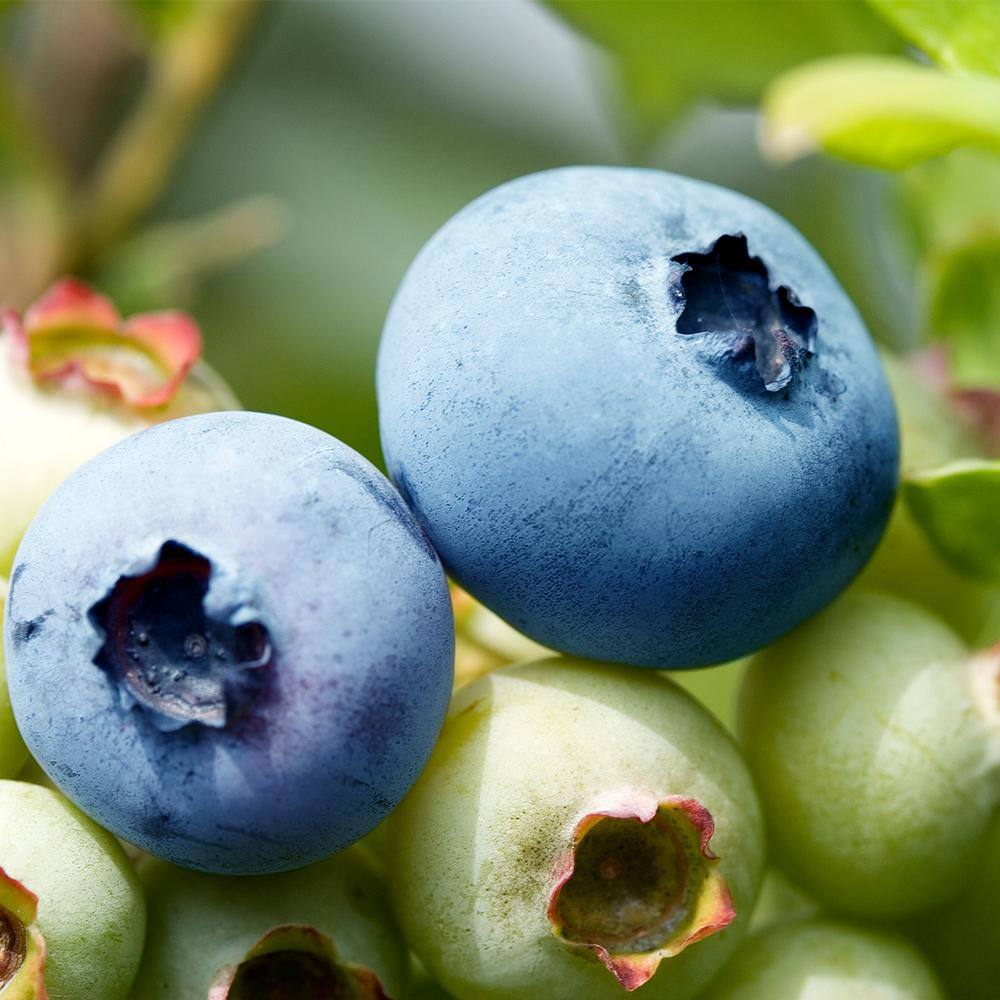 1 Gal. Cross Pollinating Blueberry Plants Pack (3-Pack) THD00613