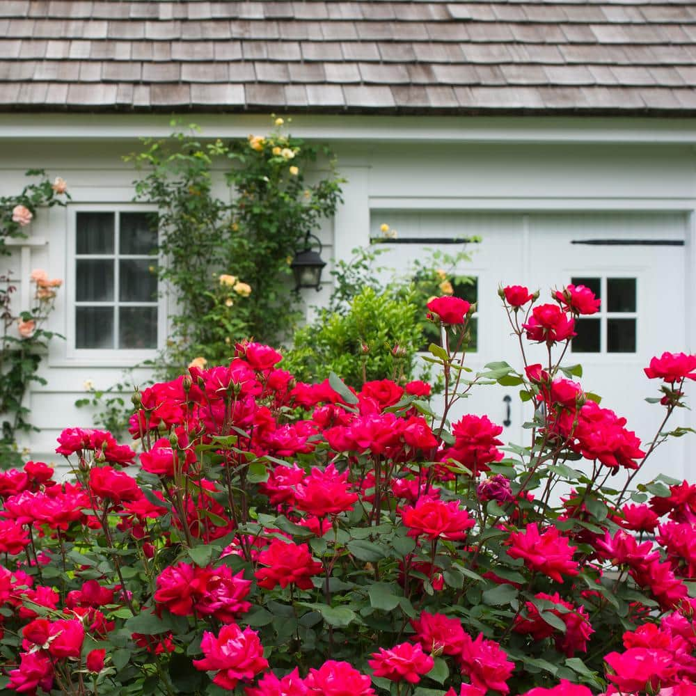 KNOCK OUT 1 Gal. Red Double Knock Out Rose Bush with Red Flowers 13156