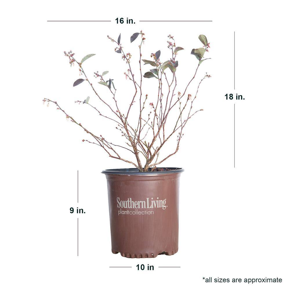 SOUTHERN LIVING 2 Gal. Bless Your Heart Blueberry (Rabbiteye) - Fruit-Bearing Shrub 56512
