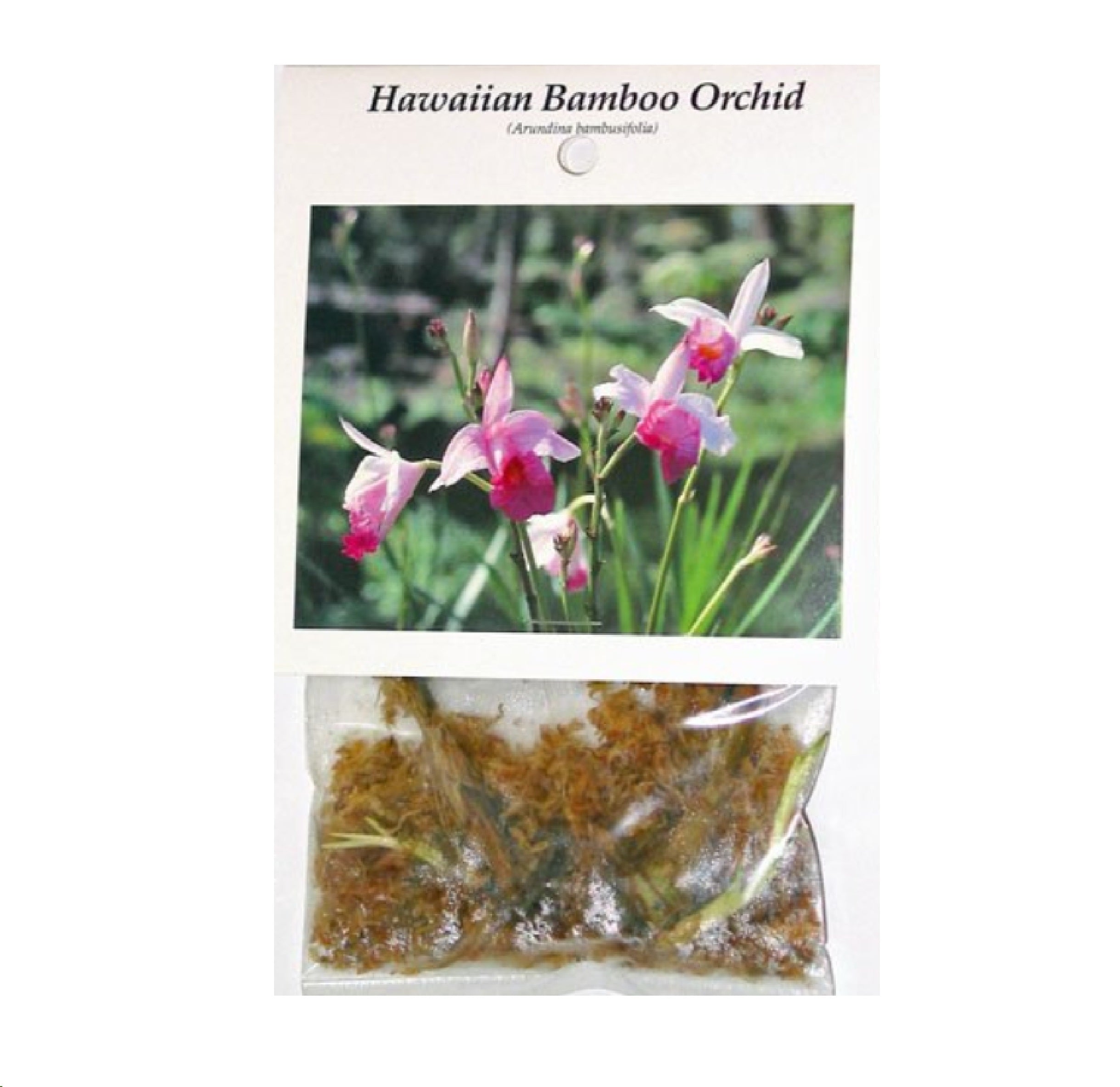 Hawaiian Live Purple Pink Tropical Bamboo Orchid Plant Bulbs 4 Pk (2 bulbs per pk)