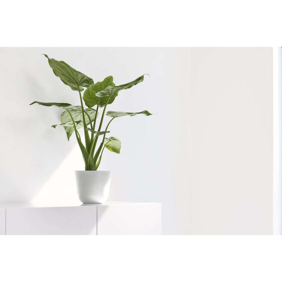 Ecopot Oslo Indoor   Outdoor  Planter Flower Pot  Mini Pure White  6.3 quot  Contemporary   Outdoor Pots And Planters   by Esbenshades Greenhouses  Houzz