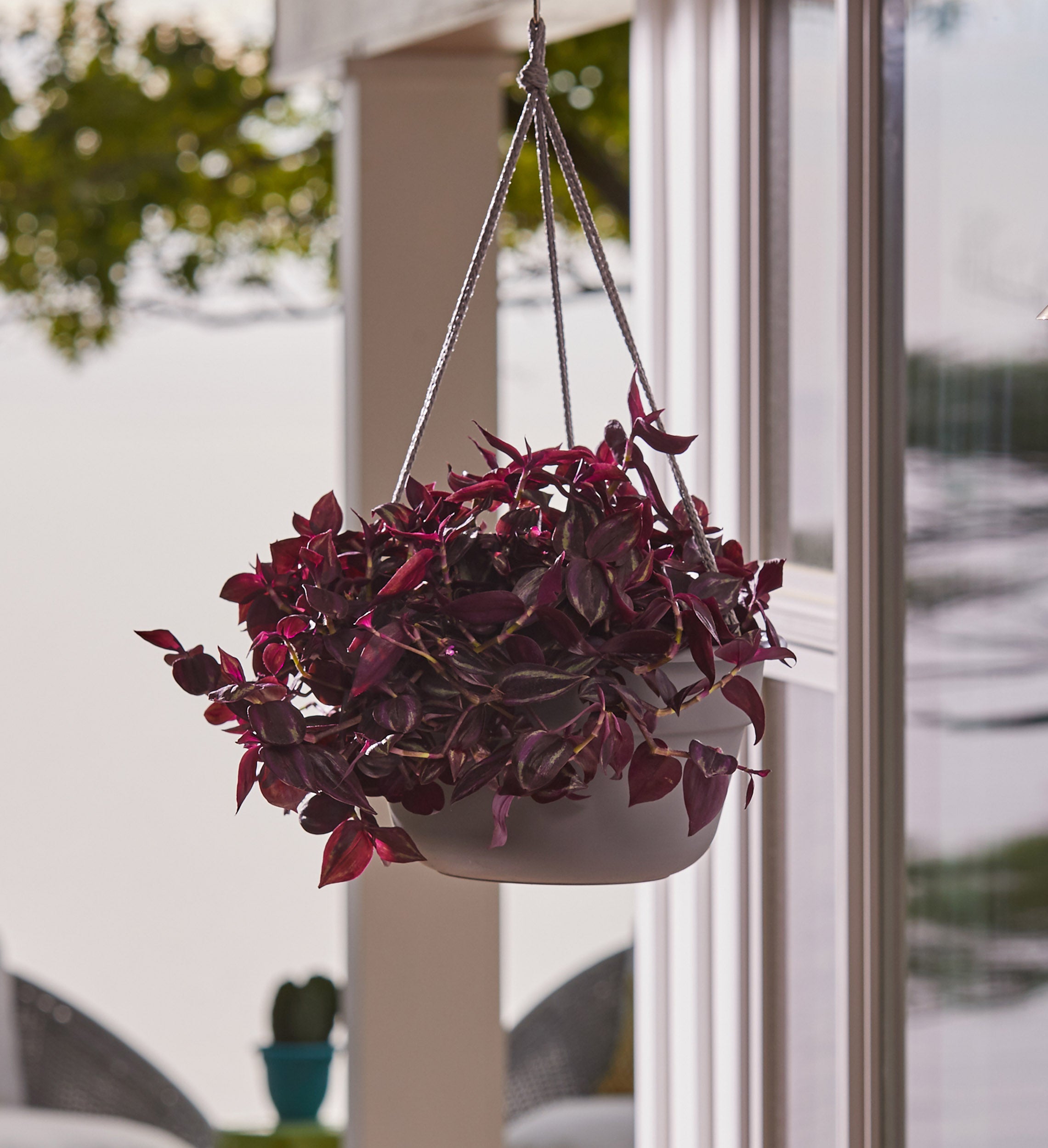 Bloem 6.75" Oriental Round Hanging Planter with Self-Watering