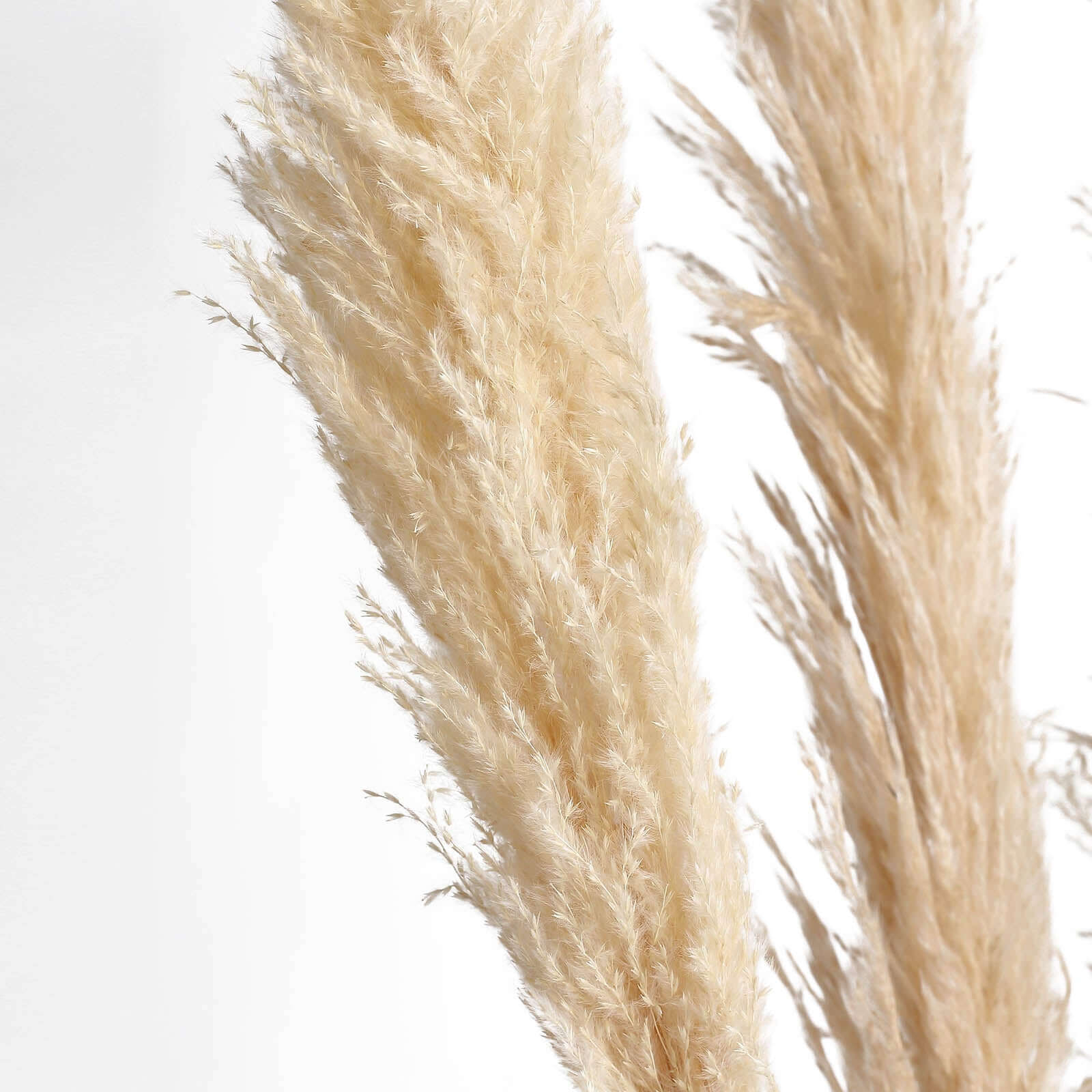 6 Stems Wheat Tint Dried Natural Pampas Grass Plant Sprays 49