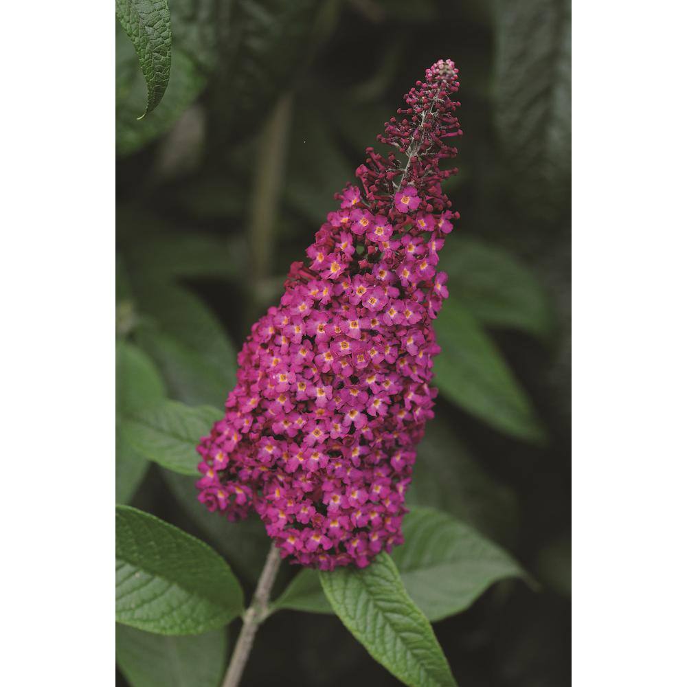 3 Gal. Buddleia Buzz Hot Raspberry Perennial Plant 19730