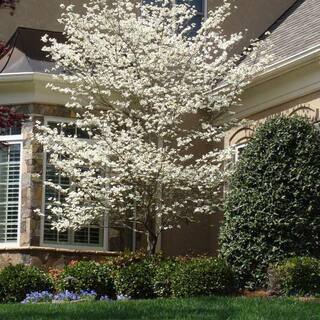 5 Gal. Cloud 9 Dogwood Flowering Deciduous Tree with White Flowers DOGCLO05G