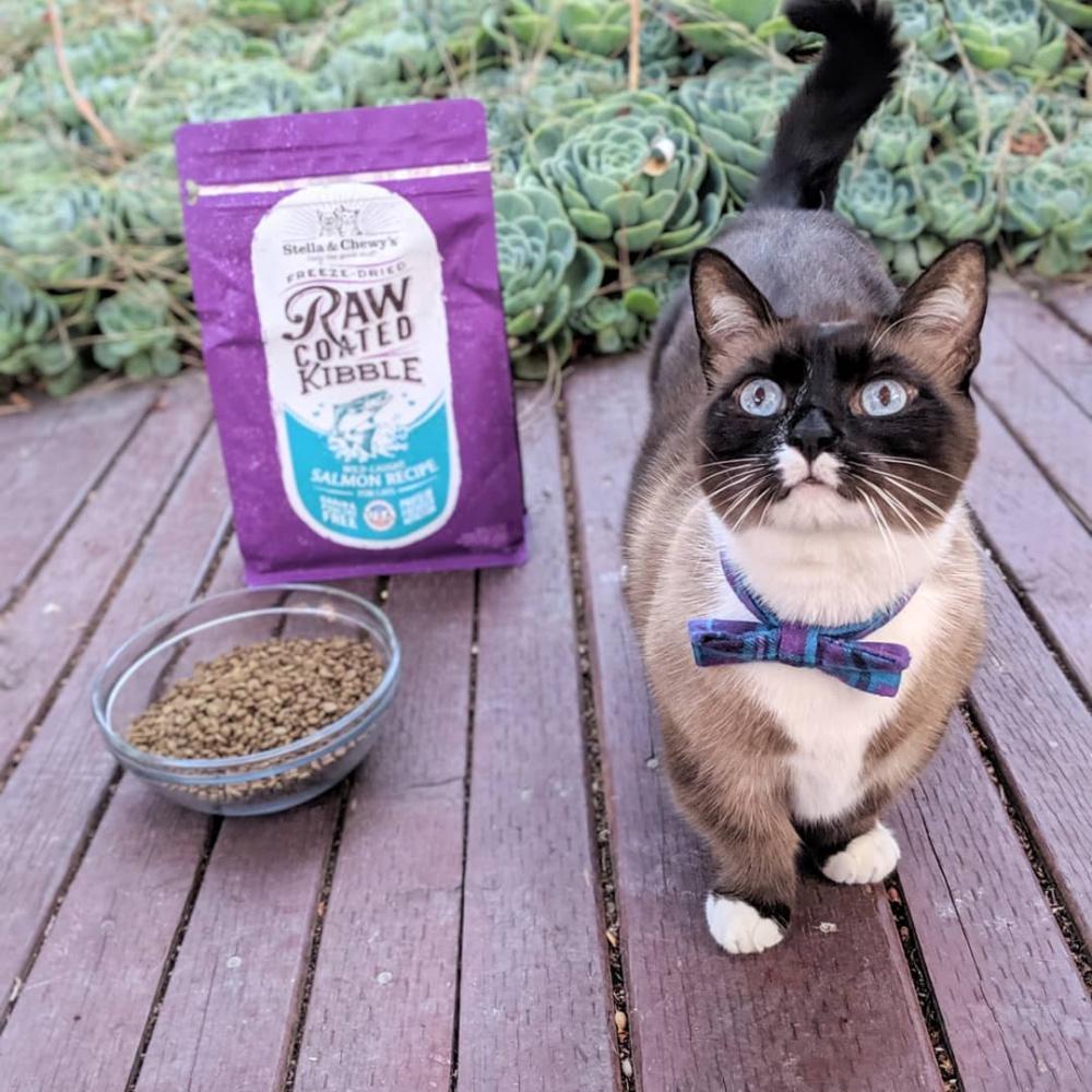 Stella and Chewy's Raw Coated Kibble Wild Caught Salmon Recipe Dry Cat F