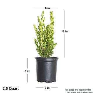 FLOWERWOOD 2.5 Qt. Wintergreen Boxwood Live Shrub Plant Glossy Dark Green Foliage 0617Q