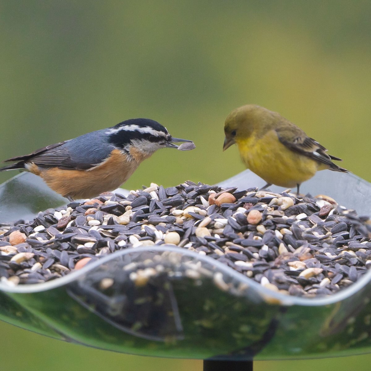 Melody Select Songbird Supreme Bird Food