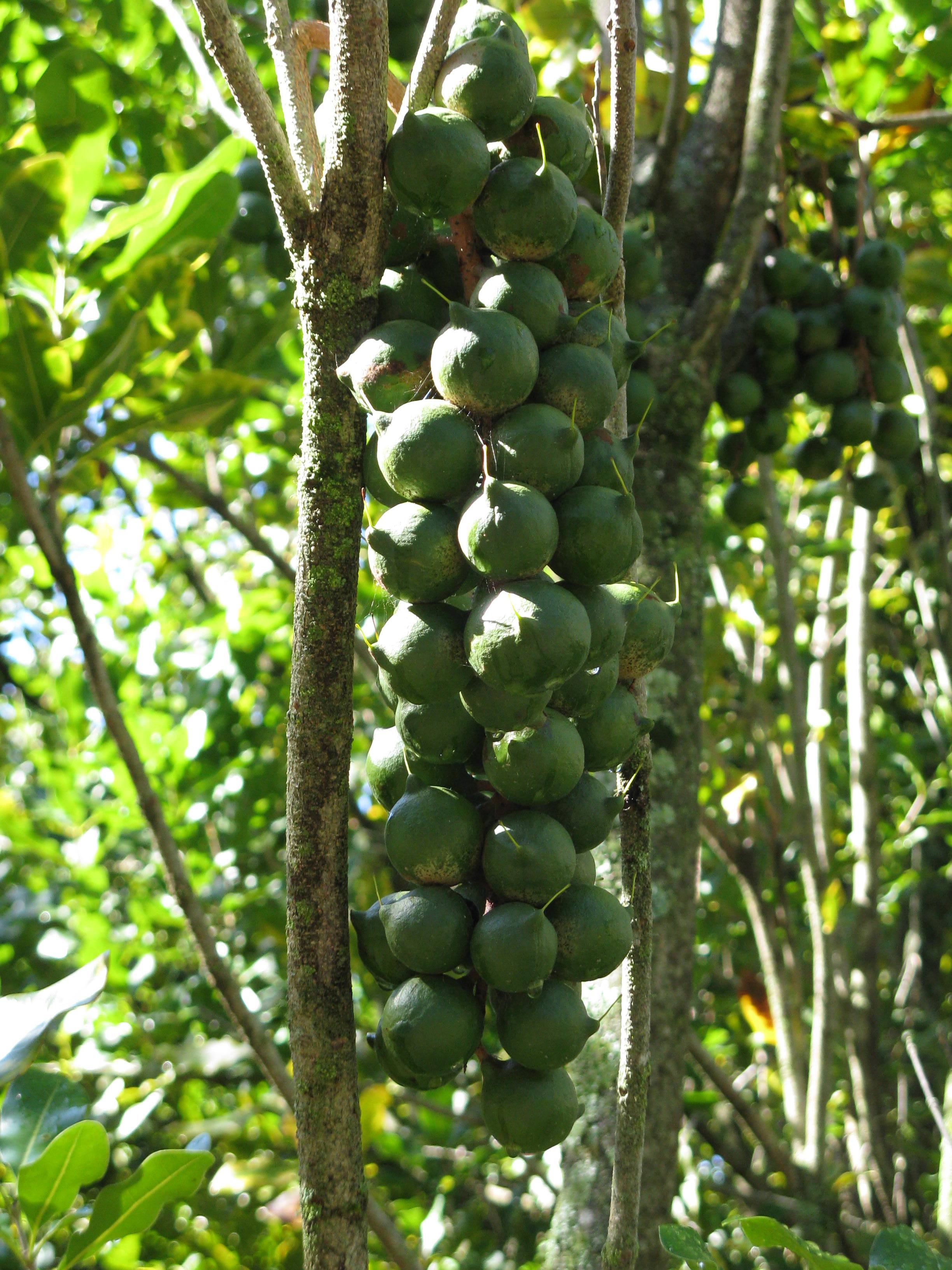 Macadamia Nut Tree - Live Tree in a 1 Gallon Pot - Edible Nut Tree for The Garden and Patio