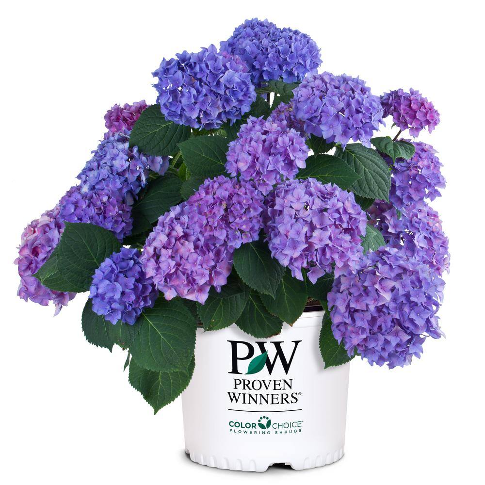 Proven Winners 2 Gal. Let's Dance Rhythmic Blue Hydrangea Shrub with Blue Flowers 14439