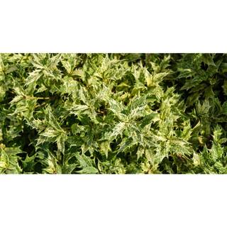 Online Orchards 1 gal. Goshiki Tea Olive Evergreen Shrub with Five Stunning Colors Displayed Throughout Foliage (2-Pack) EGOS001