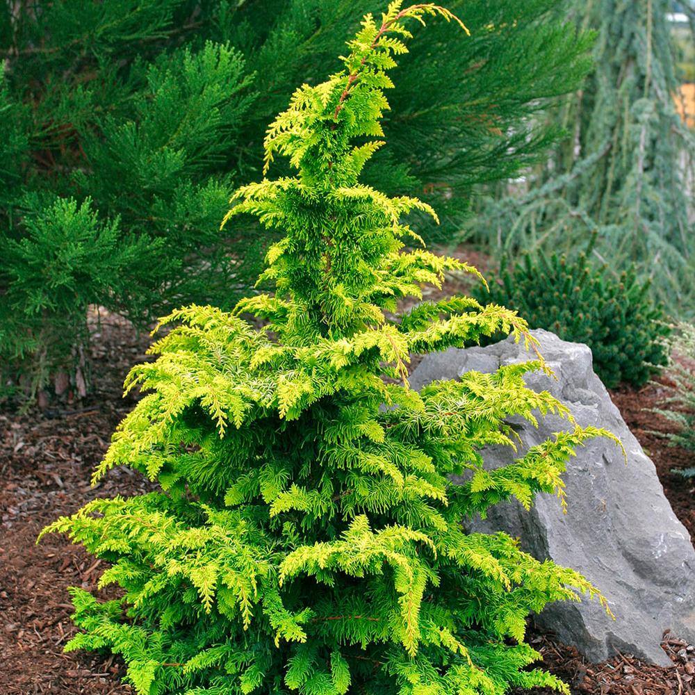 Spring Hill Nurseries 2.25 Gal. Pot Hinoki Gold Fernspray Cypress Live Potted Evergreen Shrub (1-Pack) 91656