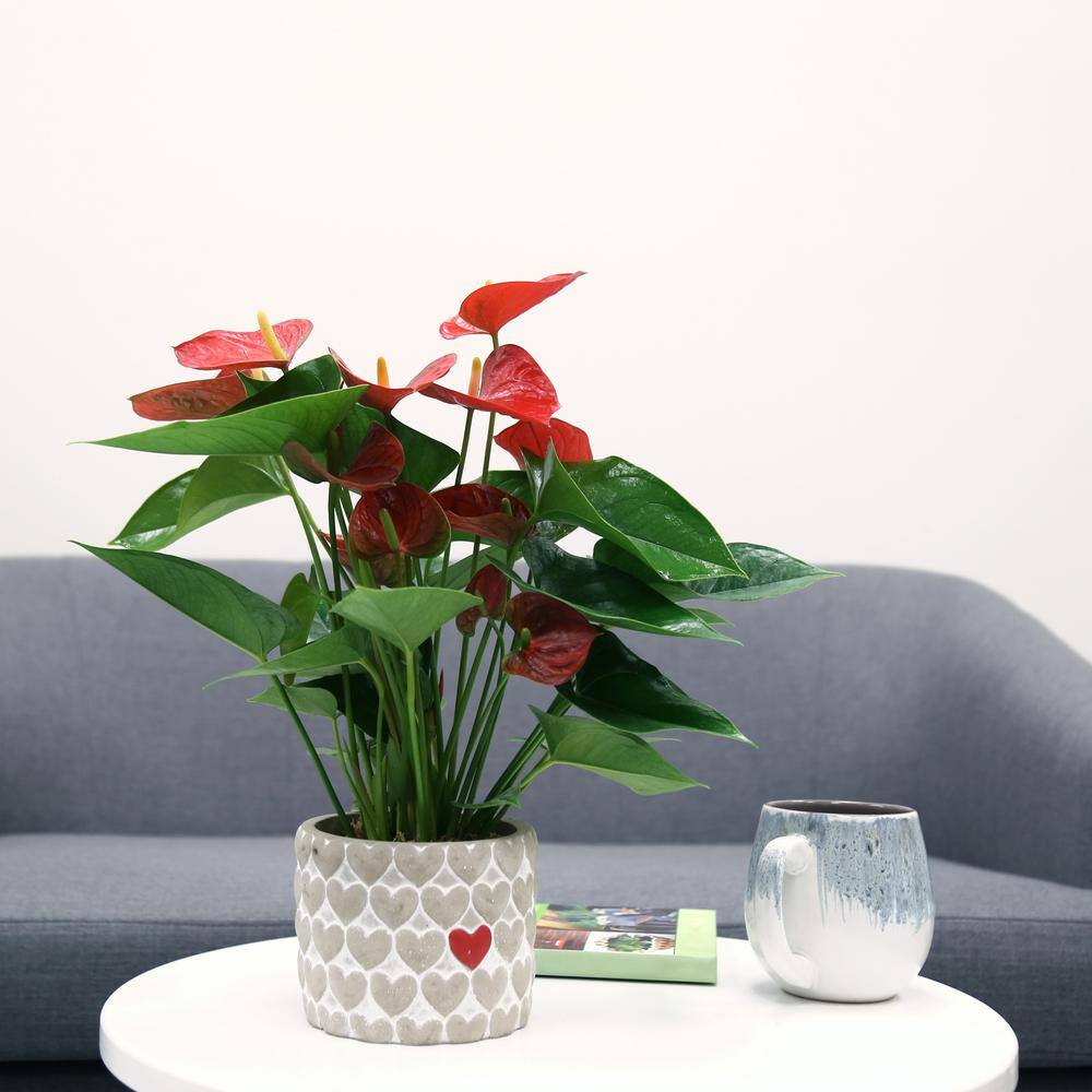 Costa Farms Blooming Anthurium Indoor Plant in 4 in. Premium Ceramic Pot Avg. Shipping Height 1-2 ft. Tall CO.AAD04SCH