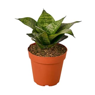 Snake Plant Black Robusta (Sansevieria Hahnii) Plant in 4 in. Grower Pot 4_SNAKE_FOREST.STAR