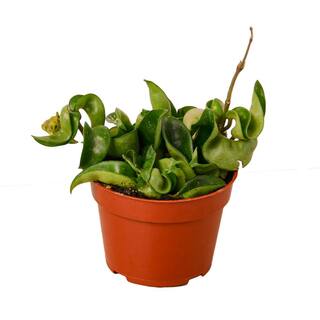 Rope (Hoya) Plant in 4 in. Grower Pot 4_HOYA_ROPE