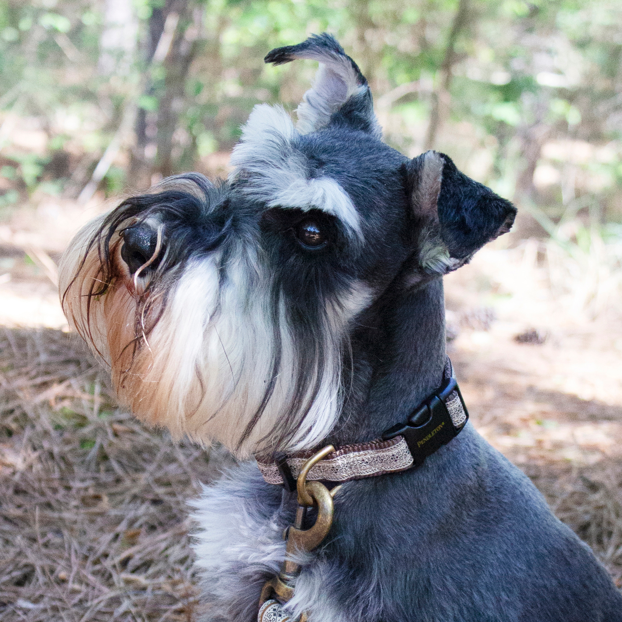 Pendleton Classics Collar | Westerley