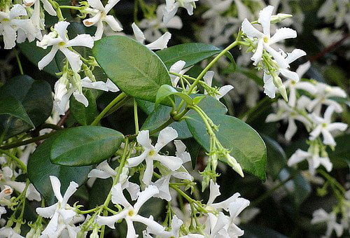 Confederate Star Jasmine Plant - 6