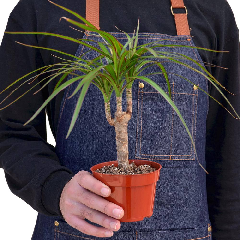 Marginata Cane Dracaena Plant in 4 in. Grower Pot 4_DRACAENA_MARGINATA.CANE