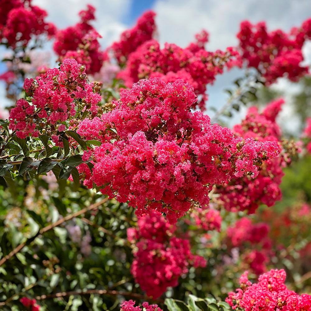 Tonto Crape Myrtle Green Leaf Pink Flowering Ornamental Tree CRMTON07G