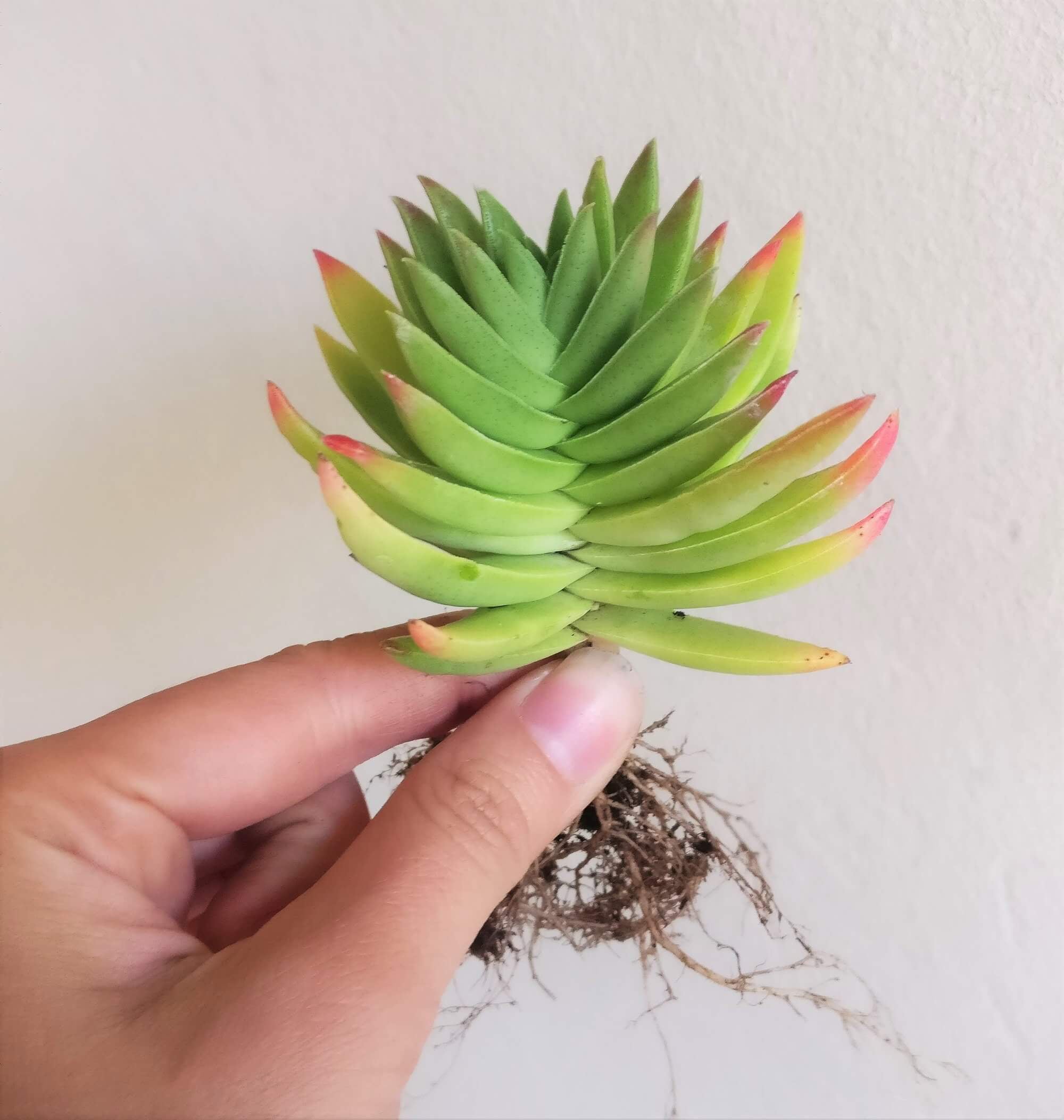 Healthy Succulent Crassula Red Pagoda Shark Tooth Plant - Fully Rooted in 2 inch size