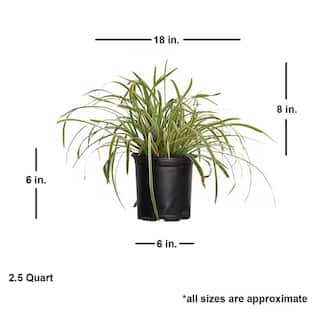 FLOWERWOOD 2.5 Qt. Variegated Liriope - Live Groundcover Grass 4009Q