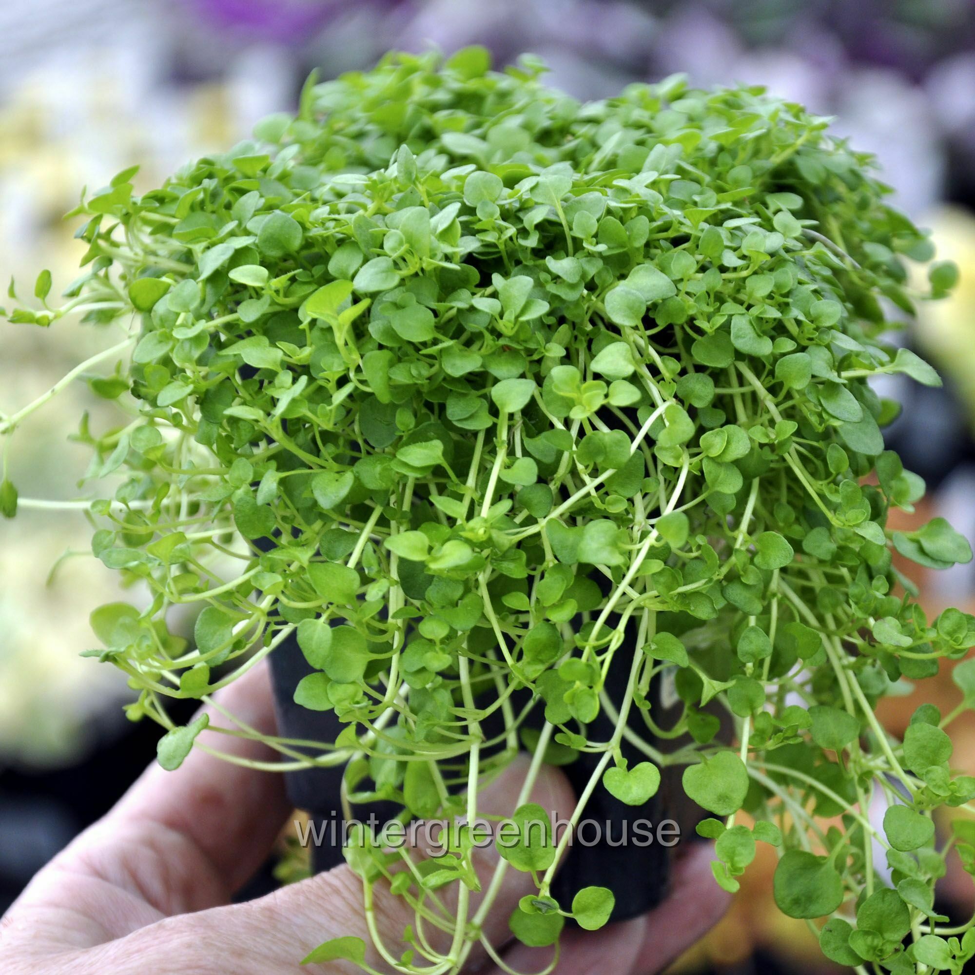 Mentha Requienii， Mint Corsican - Pot Size: 3