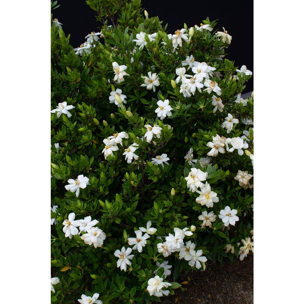 Vigoro 2 Gal. Echo Swan Princess Gardenia Live Evergreen Shrub White Fragrant Blooms 11035
