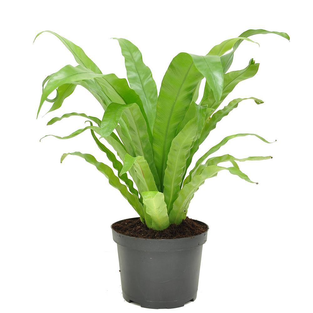 Costa Farms Bird's Nest Fern Indoor Plant in 6 in. Grower Pot Avg. Shipping Height 1-2 ft. Tall CO.BRDFERN.3.GP