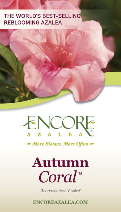 Encore Azalea Autumn Coral (2 Gallon) Coral Pink Flowering Shrub - Full Sun Live Outdoor Plant