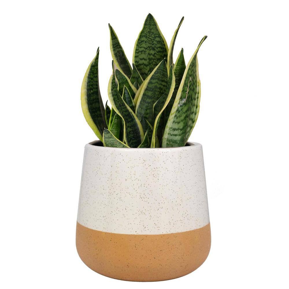 Trendspot 8 in. Marcy White and Terracotta Ceramic Planter ECR01678N-08W