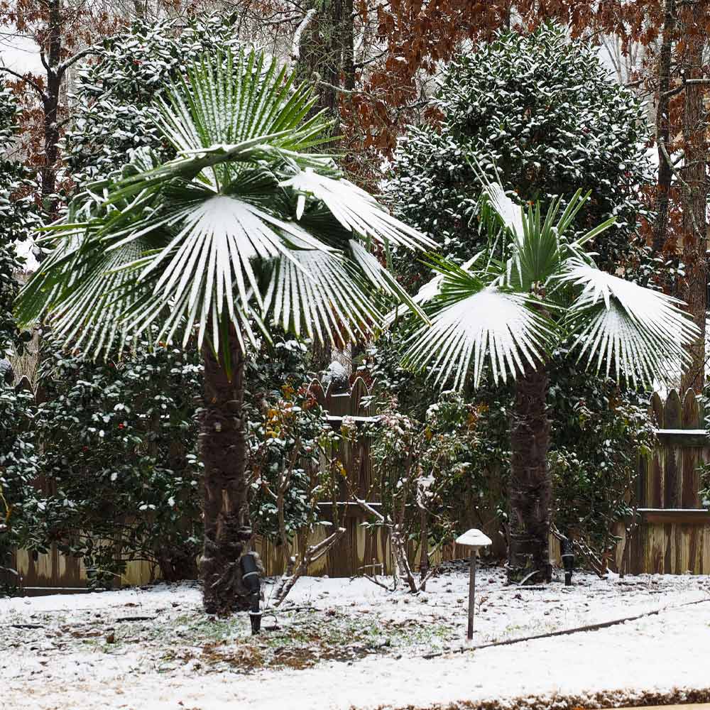 Windmill Palm Tree