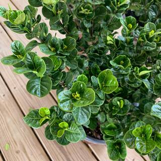 Southern Living 2 Gal. Diamond Spire Gardenia Shrub with Fragrant White Flowers 86552