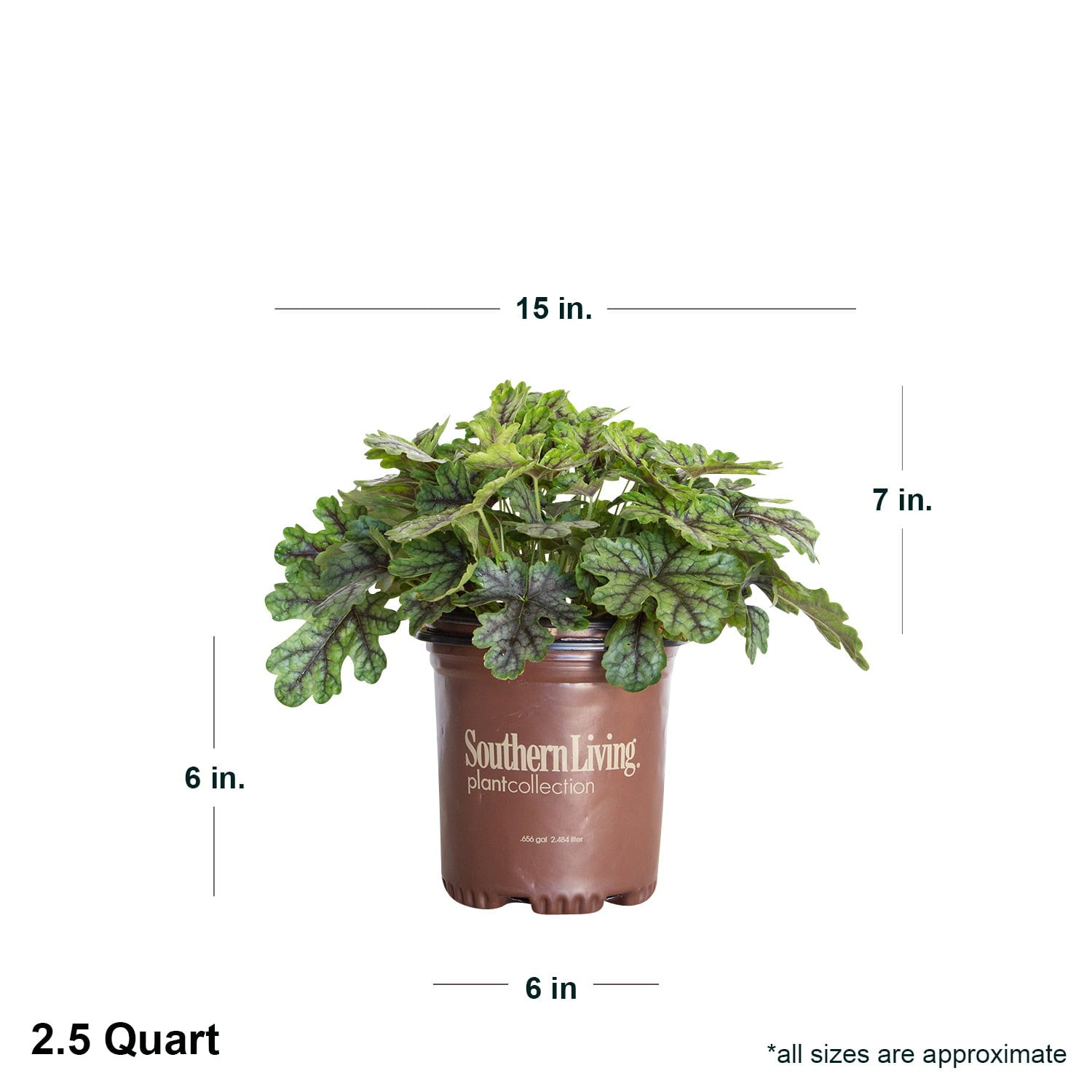 Tapestry Heucherella (2.5 Quart) Perennial with Colorful Blue-Green Foliage - Part Shade to Shade Live Outdoor Plant