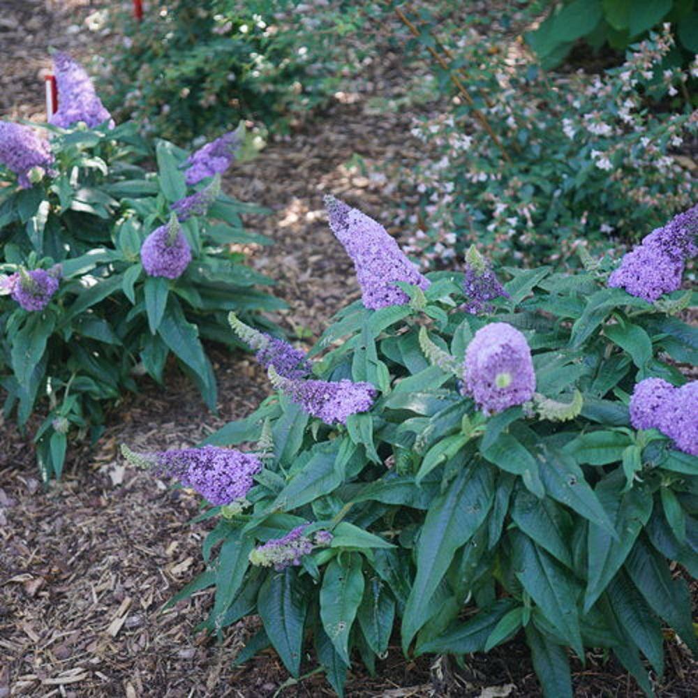 PROVEN WINNERS 3 Gal. Pugster Amethyst Butterfly Bush (Buddleia) Live Flowering Shrub with Purple Flowers PWBUD3AME1PK
