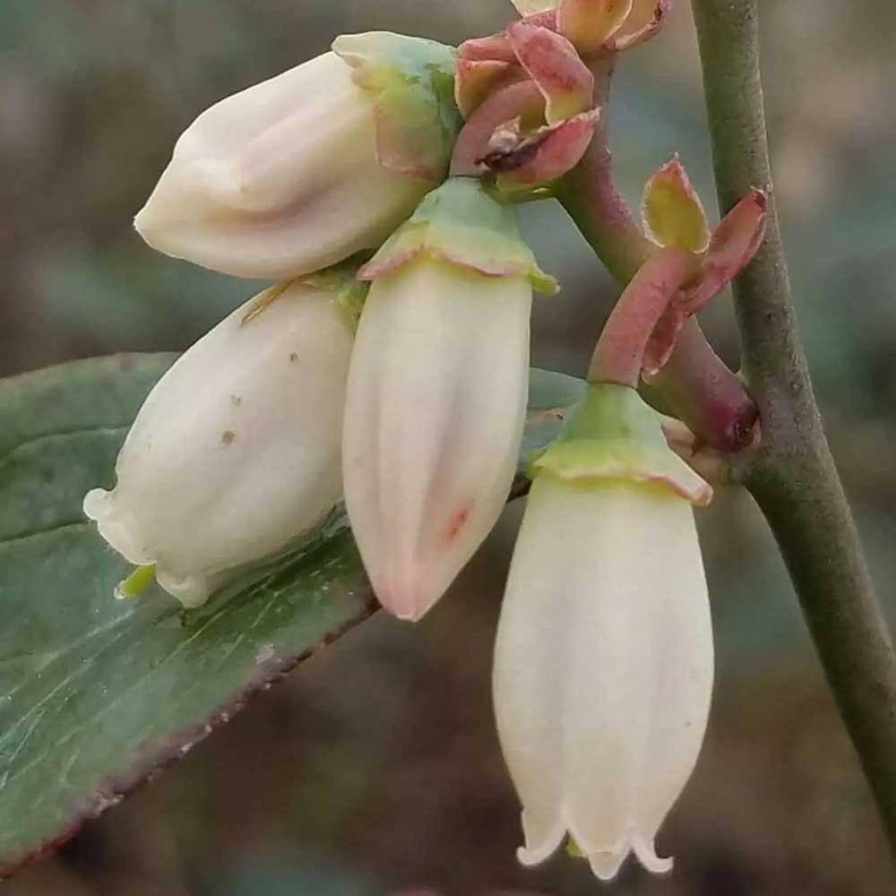 FLOWERWOOD 2.5 Gal - Tifblue Blueberry (Rabbiteye) Bush - Fruit-Bearing Shrub 56763FL