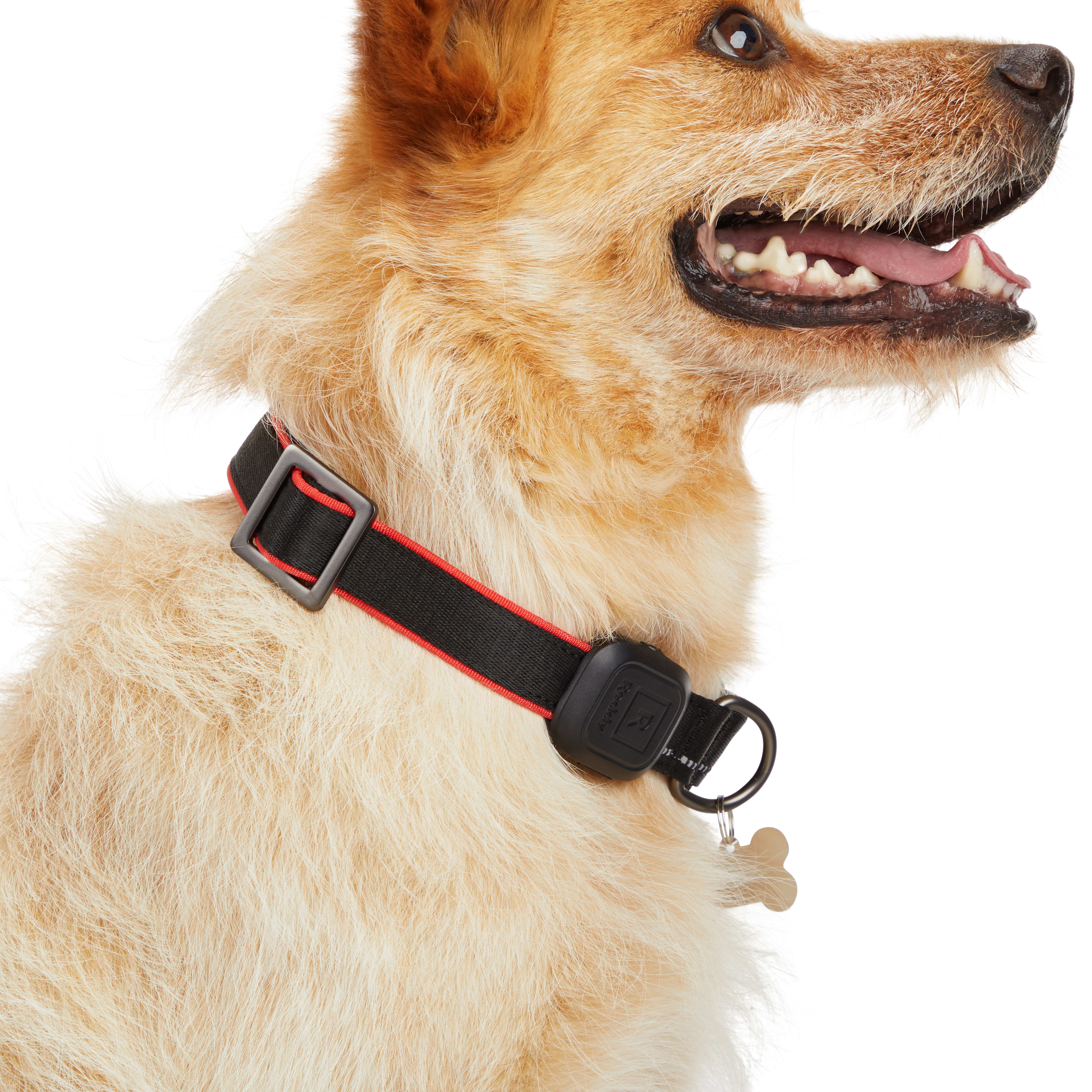 Reddy Red LED Dog Collar， Small