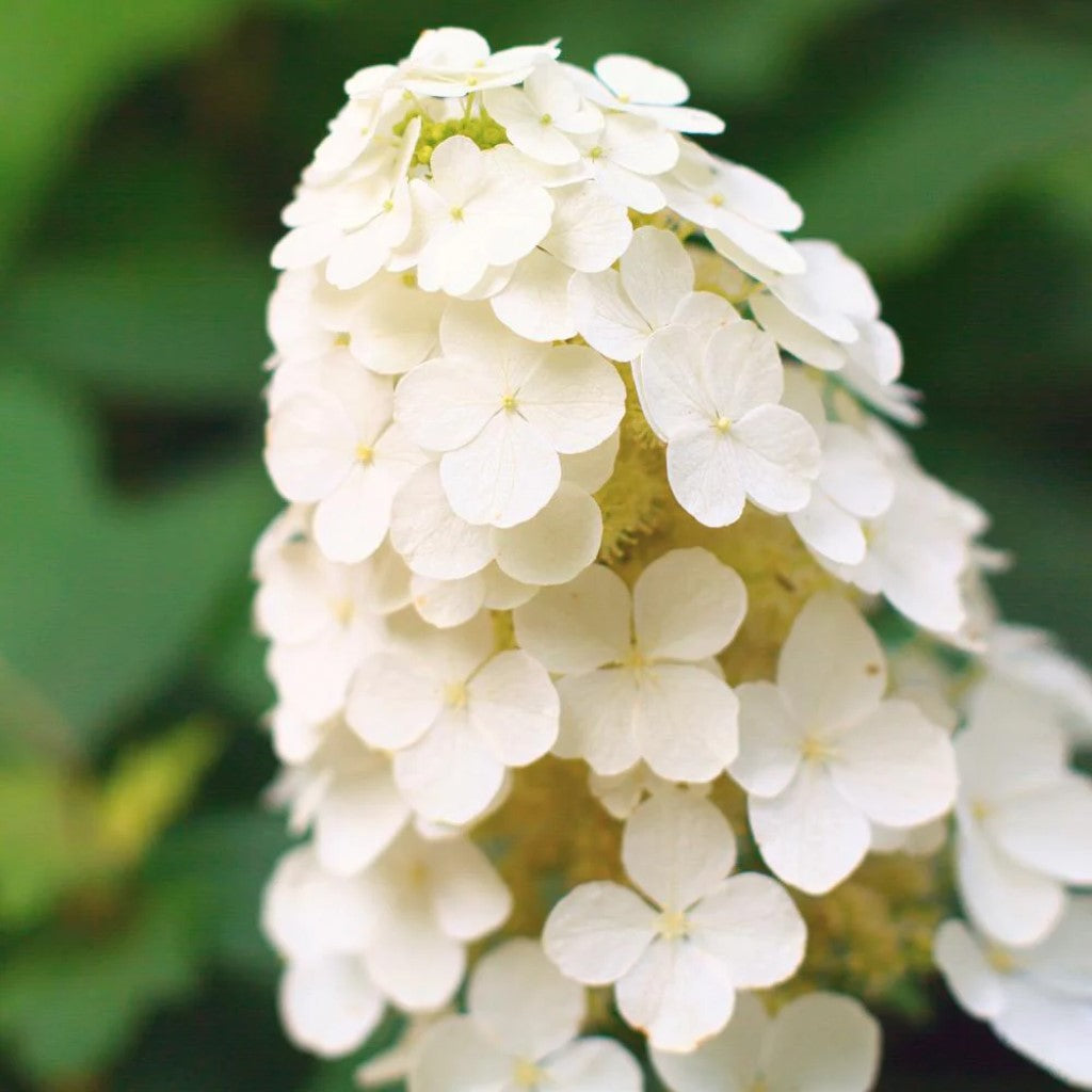 Alice Oakleaf Hydrangea