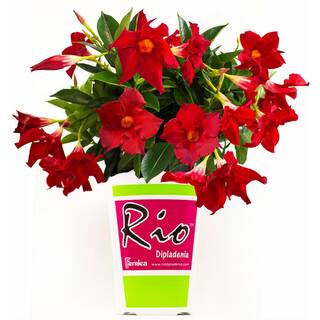 Rio 2 Qt. Dipladenia Flowering Annual Shrub with Red Blooms 1004124250