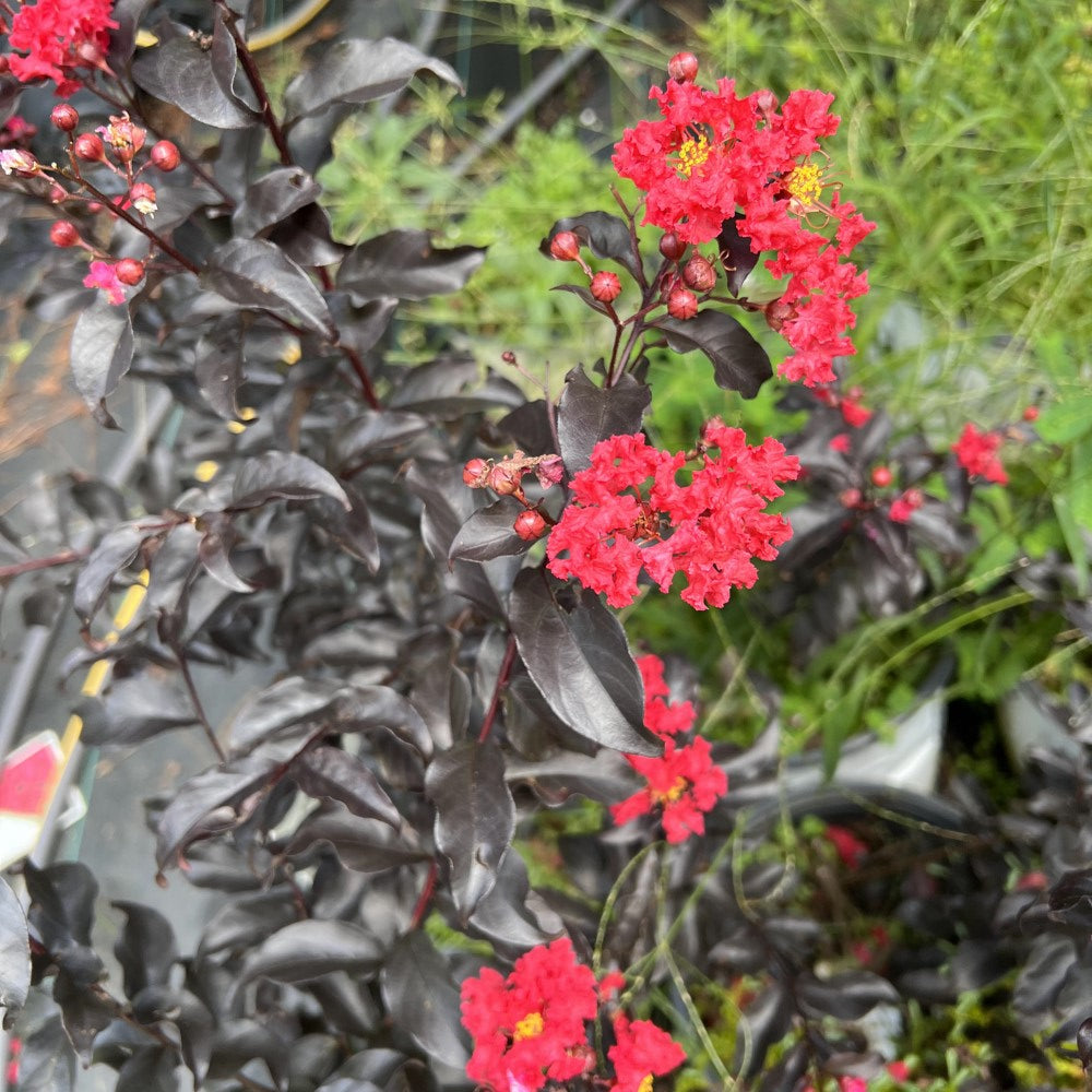 Center Stage Red Crape Myrtle Tree