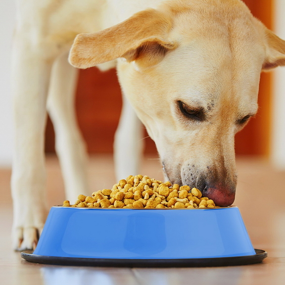 Brybelly 40oz. Blue Stainless Steel Dog Bowl