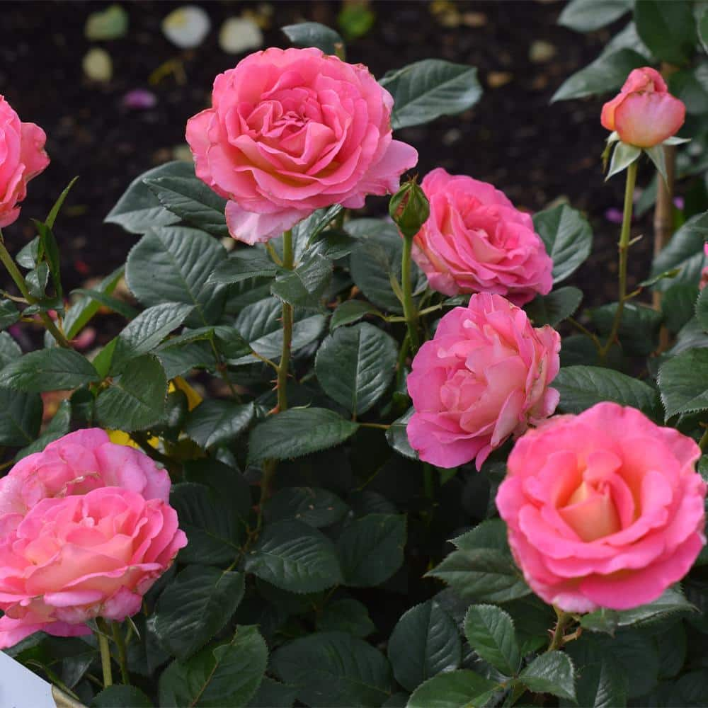 My Bouquet 2 Gal. Julie Andrews Rose with Pink Flowers 17430