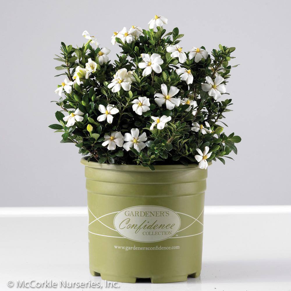 MCCORKLE 2 Gal. Echo Heaven Scent Gardenia Live Evergreen Shrub Boxwood-like Dense Small Leaves White Fragrant Blooms 11013