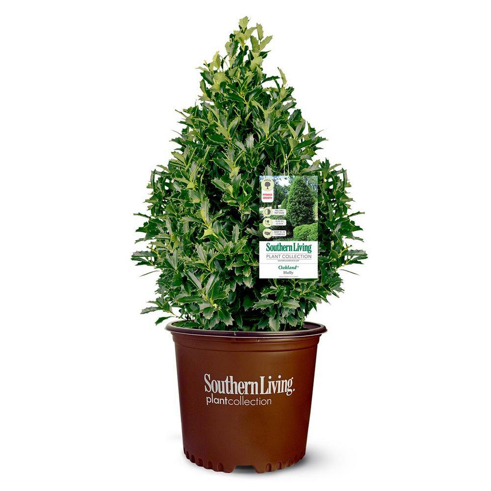 Baucom's 7 Gal. Oakland Holly Shrub with Bright Green Foliage 15833